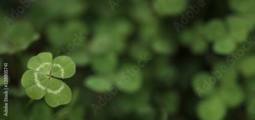 Good luck four leaf clover standing out from a field of clovers. Unique, rare, or special individual concept.