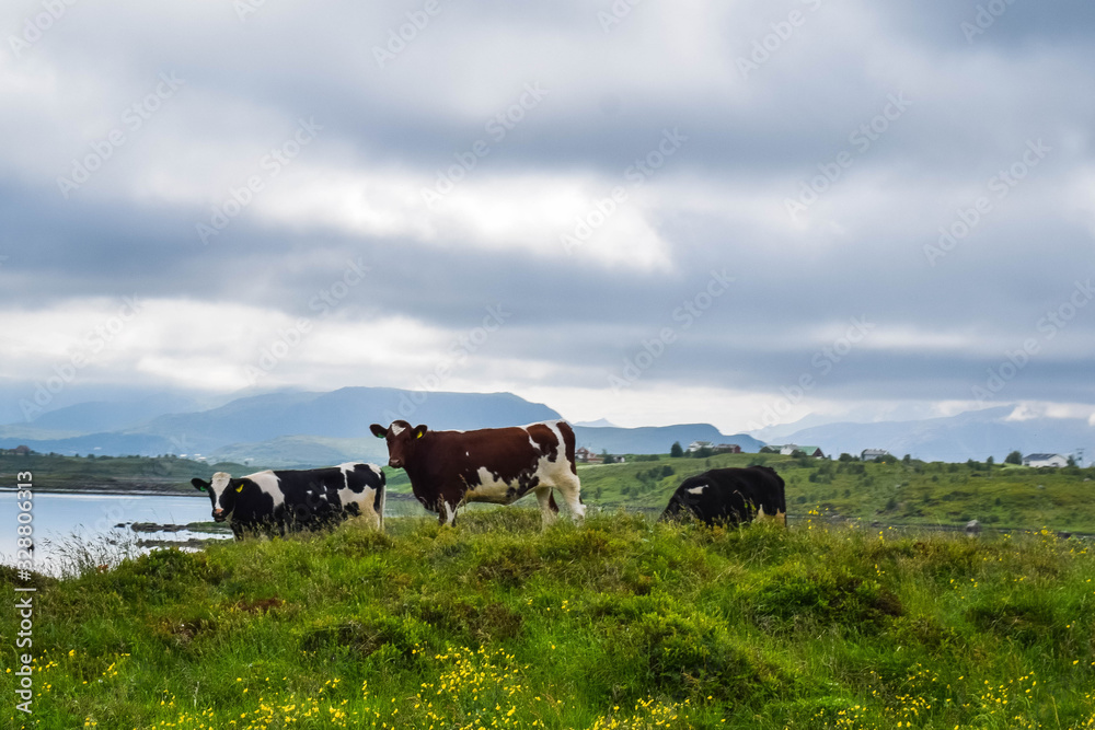 cows in a field