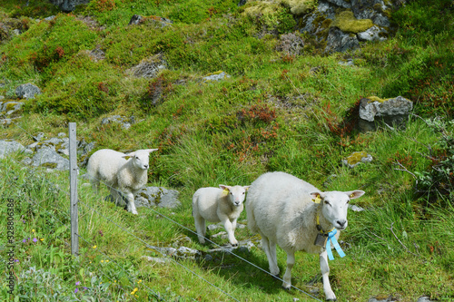 sheep and lambs © Katherine