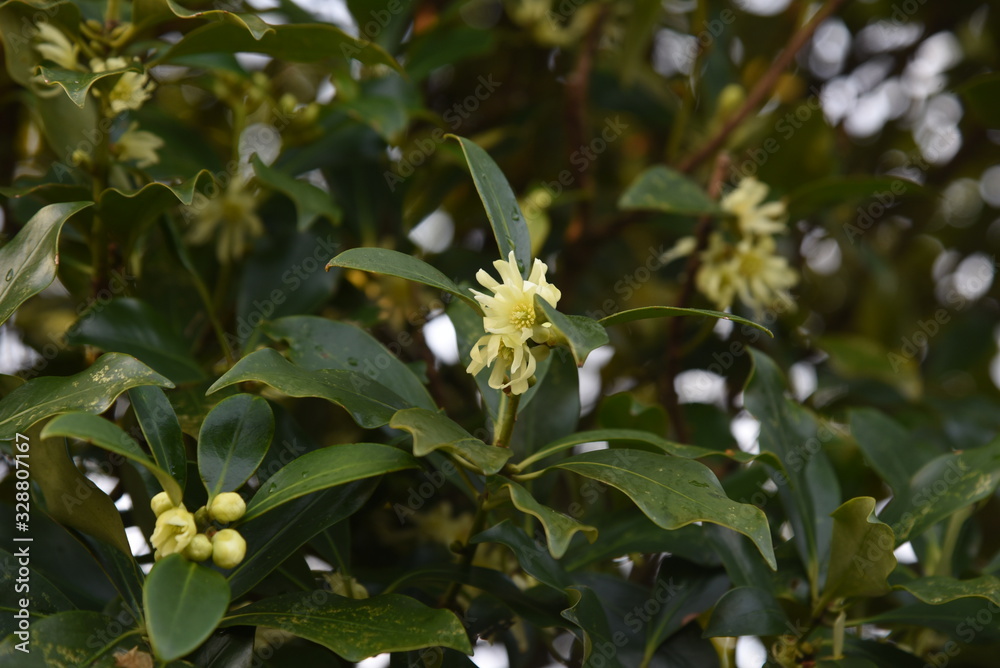 Obraz premium Japanese star anise is an evergreen tree with pale yellow flowers in spring, but is a toxic plant that contains anisatin in its seeds.