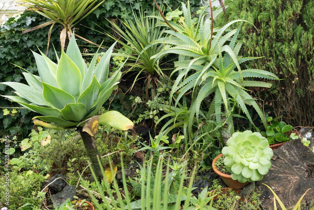 Obraz premium Green Succulent garden