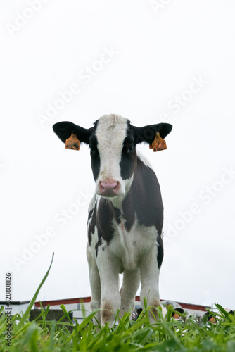 Single black and white cow isolated against a white sky, vertical © pat