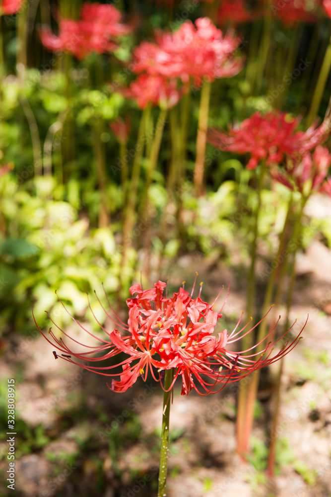 Red Magic Lily flower.