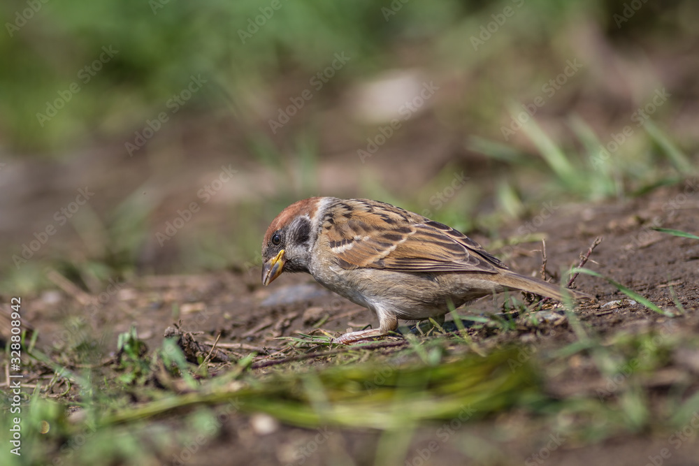 Sparrow