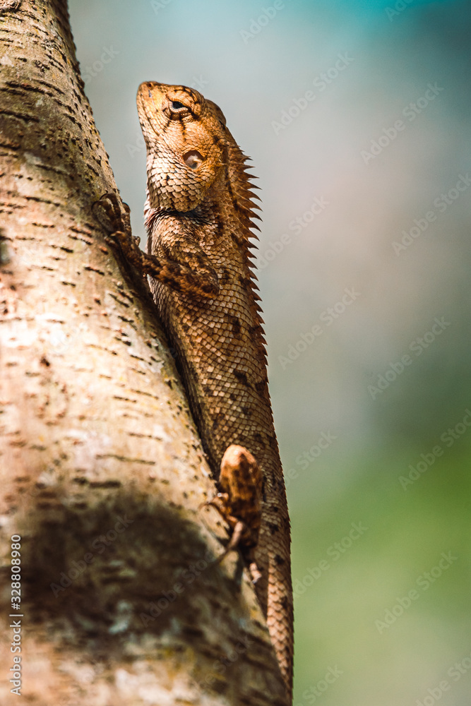 Fototapeta premium Lizard on tree branch