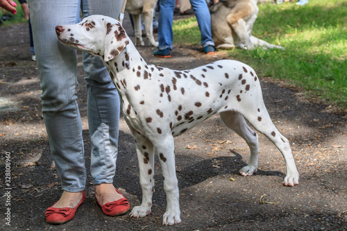 Dalmatian