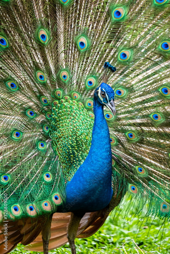 Fototapeta premium peacock with feathers out