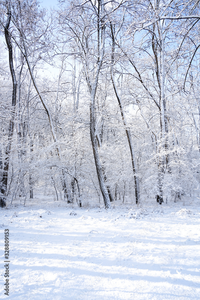 There are rime trees after the snow There are rime trees after the snow