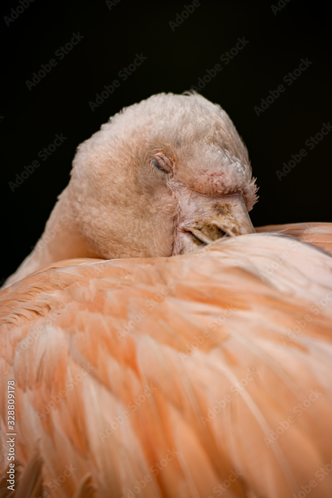 Sleeping portrait of a flamingo