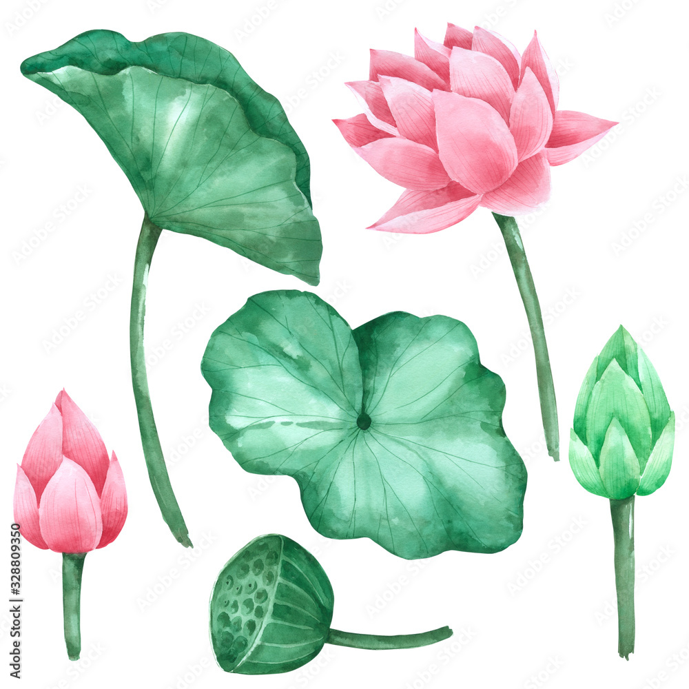 Lotus flower and leaf watercolour isolated on white background Stock ...