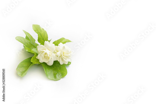 Blossom fragrance jasminum sambac isolated on white background. 