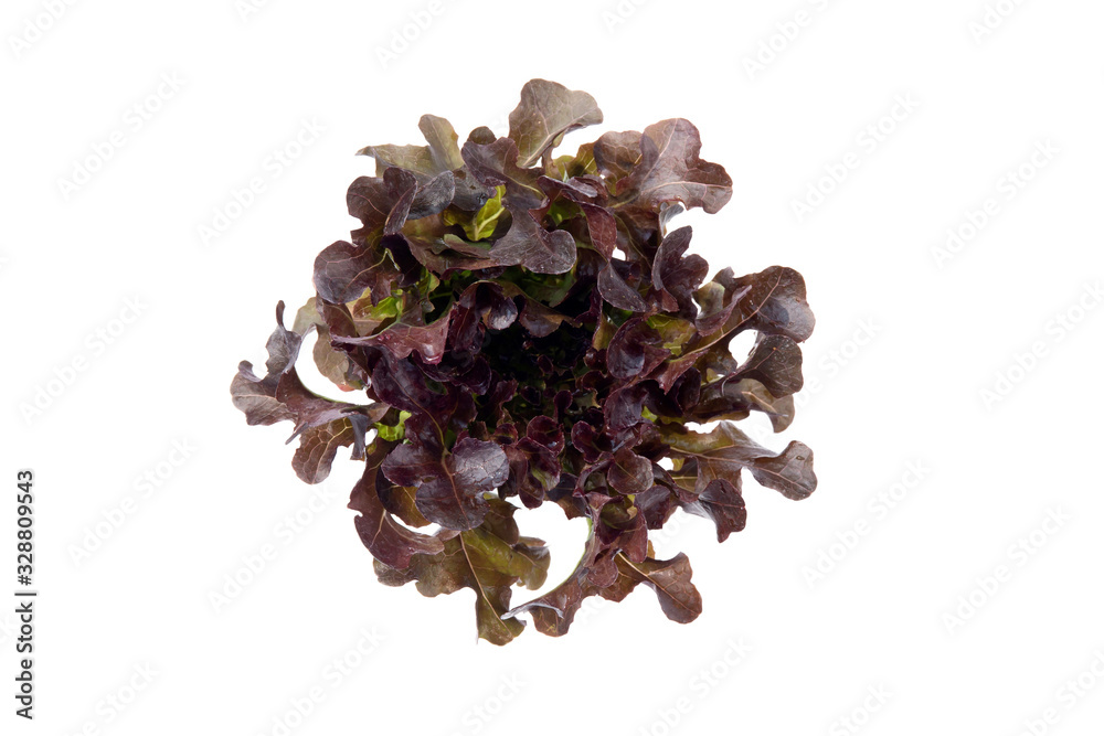 Obraz premium Fresh red oak romaine lettuce vegetable for salad with nutrient for health isolated on white background, dietary and agriculture and harvest for nutrition, healthy food concept.