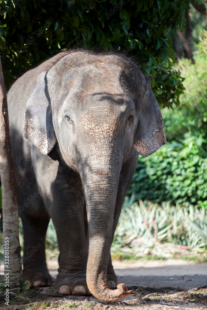 Naklejka premium Indian elephant in Thailand
