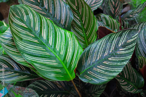 Tableau sur toile arrowroot leaves in the garden