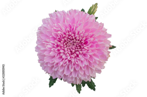 Top view of White pink Chrysanthemum flower isolated on white background.