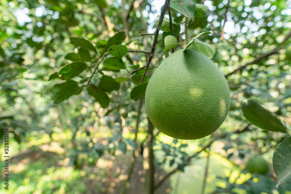 Pomelo of farmers cultivated between the canal. Abundant in water resources. Pomelo of farmers cultivated between the canal. Abundant in water resources.