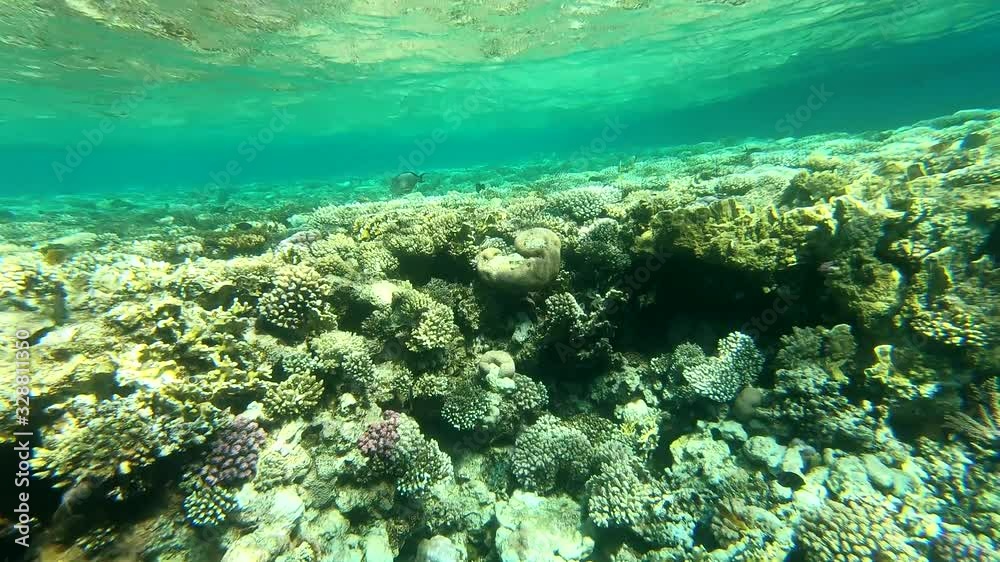 The fauna of the Red Sea. Beautiful silver fish swims along the picturesque coral reef. Dynamic video of fish in clear blue water. Beautiful background of the underwater world. The fauna of the Red Sea. Beautiful silver fish swims along the picturesque coral reef. Dynamic video of fish in clear blue water. Beautiful background of the underwater world.