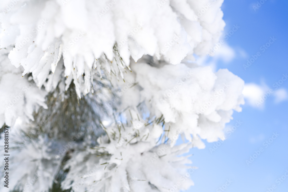 Pine branches and sky after snow Pine branches and sky after snow