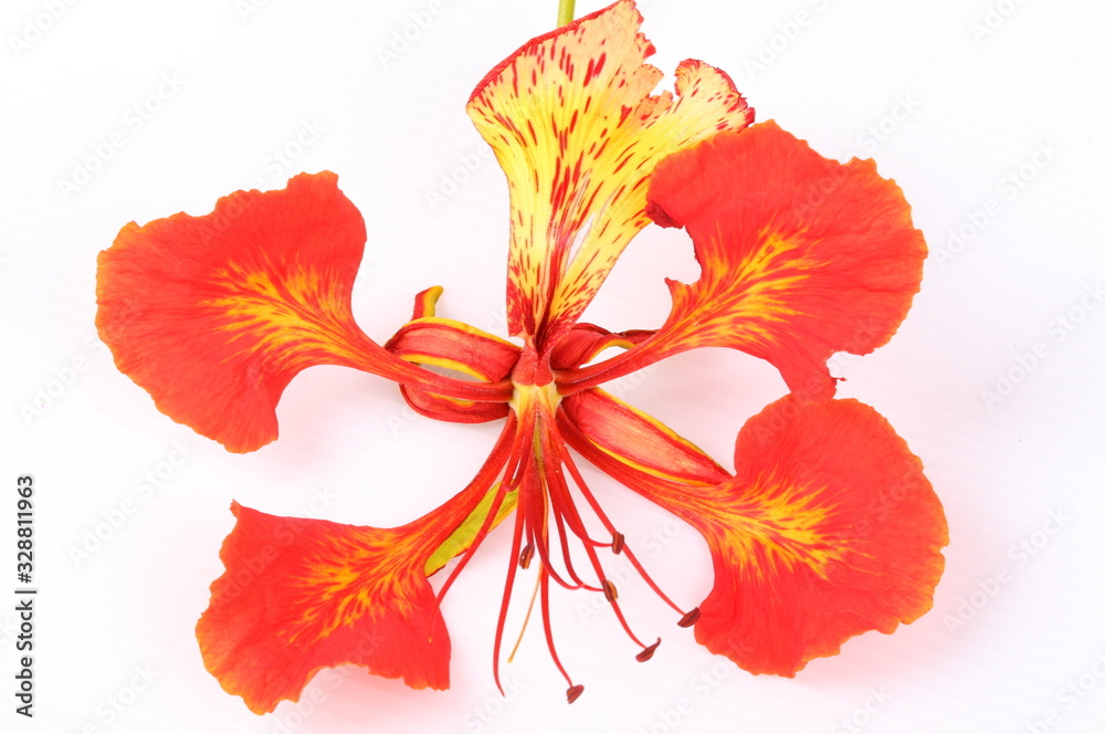 Closeup Pride of Barbados, Isolated on white Background Closeup Pride of Barbados, Isolated on white Background
