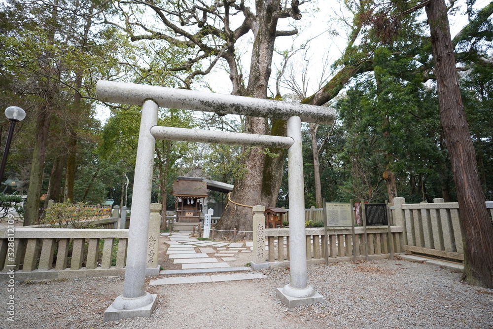 Fototapeta premium 御神木の前の鳥居