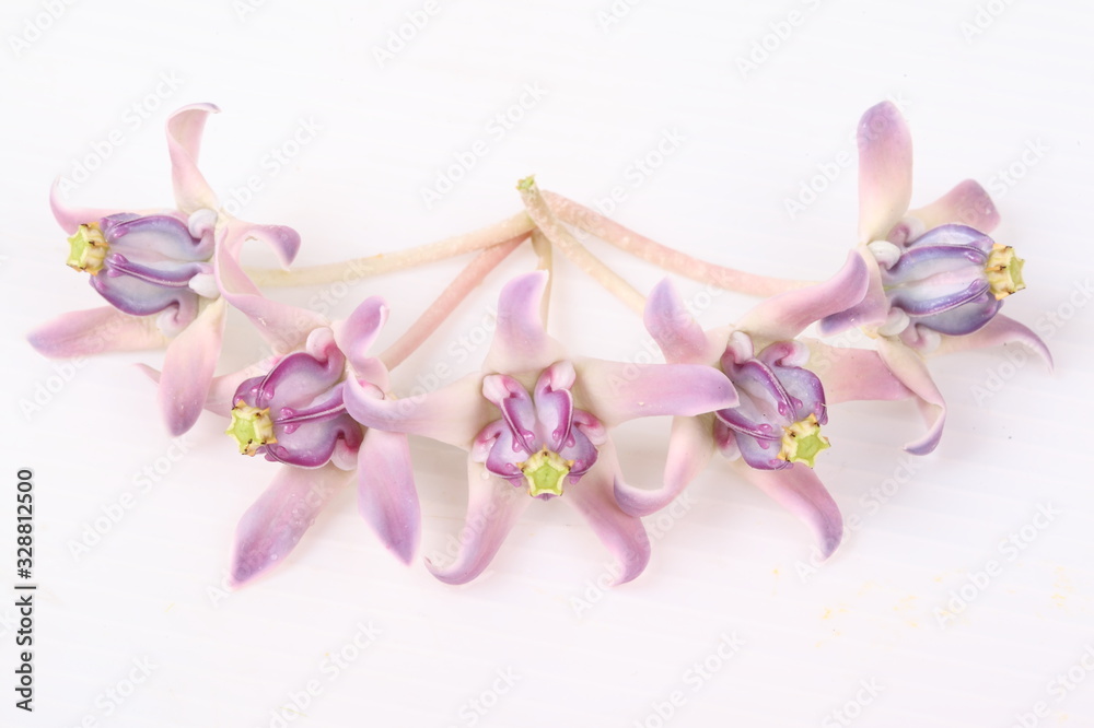 Fototapeta premium Colorful white and purple flower, Crown Flower, Giant Indian Milkweed, Gigantic Swallowwort (Calotropis gigantea) isolated on a white background