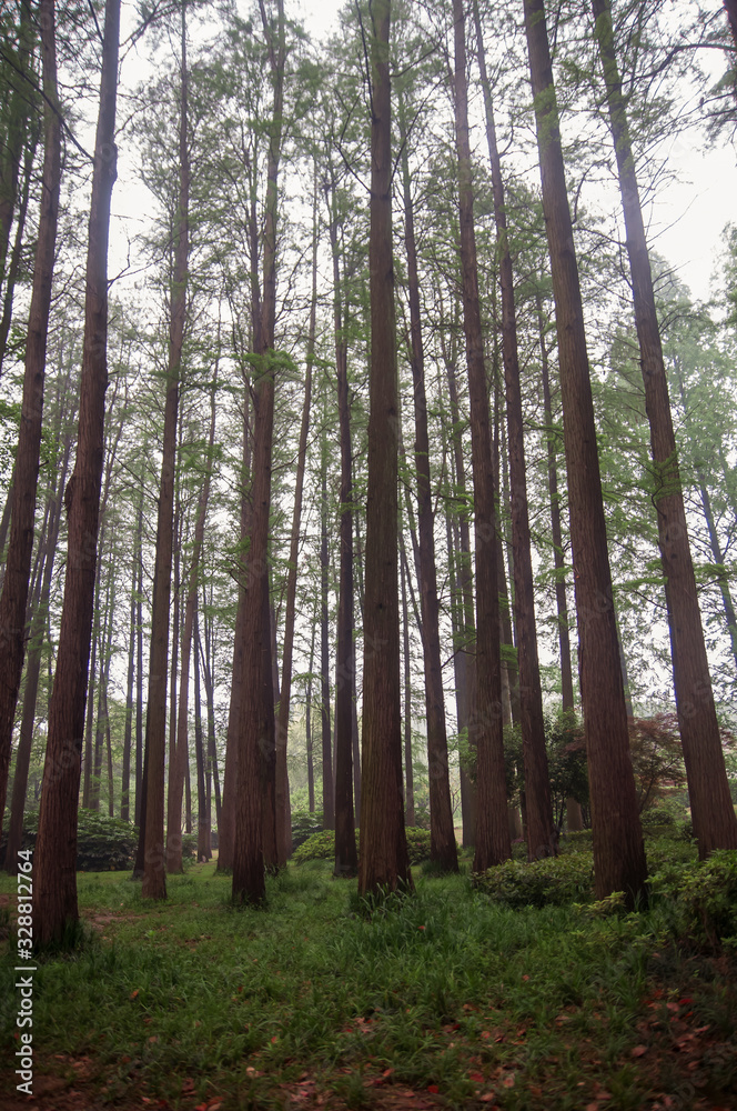 Obraz premium Tall trees in beautiful forest in China.