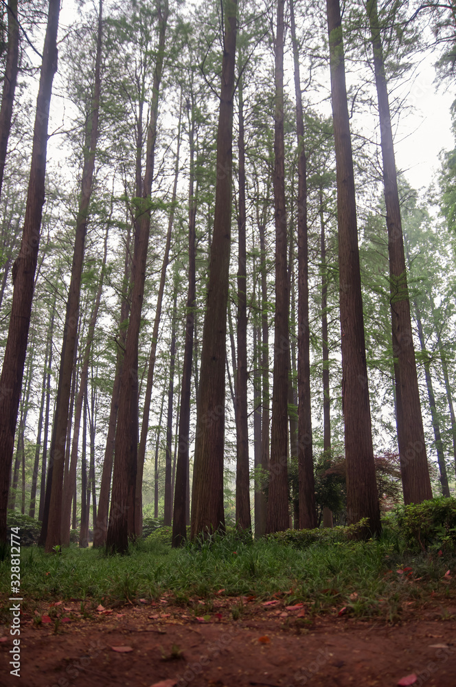 Tall trees in beautiful forest in China. Tall trees in beautiful forest in China.