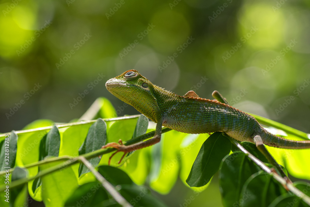 Obraz premium Bronchocela jubata, commonly known as the maned forest lizard
