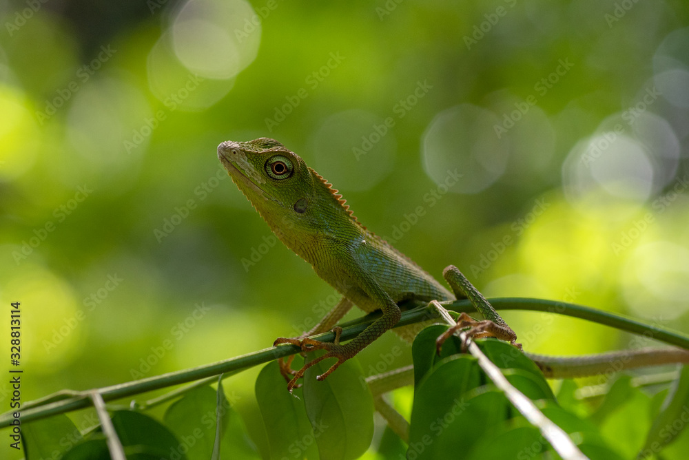 Bronchocela jubata, commonly known as the maned forest lizard Bronchocela jubata, commonly known as the maned forest lizard