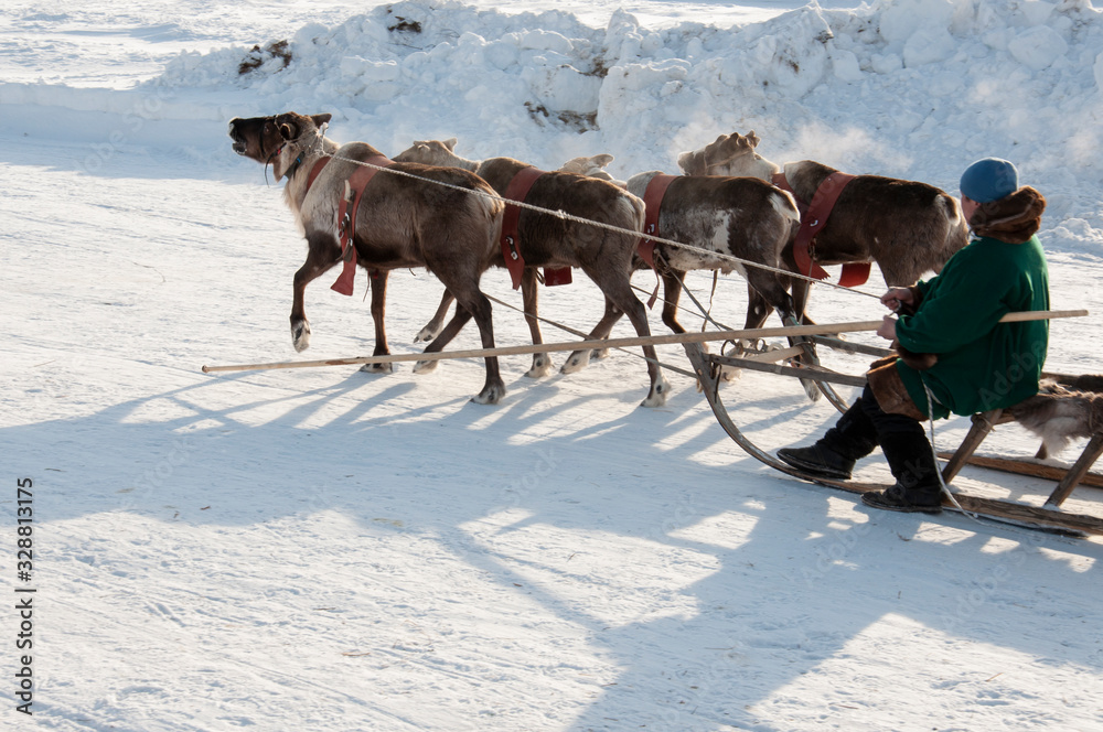 North deer are running on the snowy field track North deer are running on the snowy field track