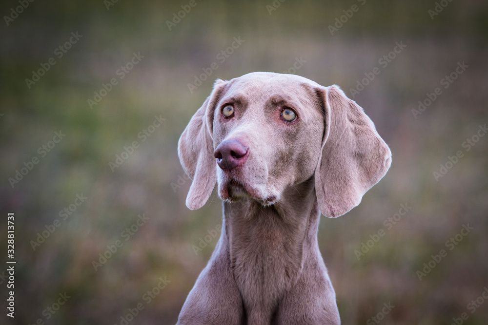 Weimaraner Jagdhund Dummyarbeit