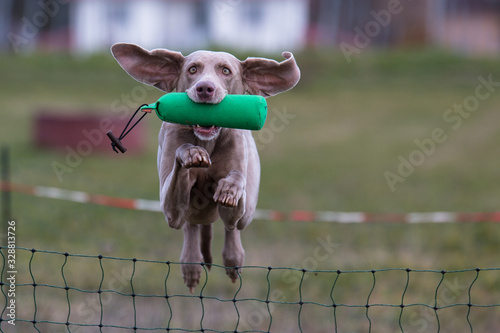 Weimaraner Dummyarbeit Jagdhund photo