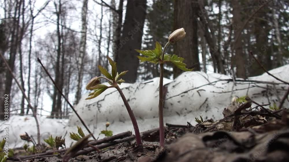 Blooming wood anemone (Anemone nemorosa) on the edge of the forest. Blooming wood anemone (Anemone nemorosa) on the edge of the forest.