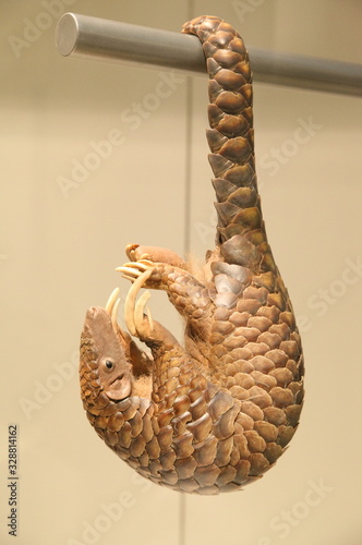 Pangolin