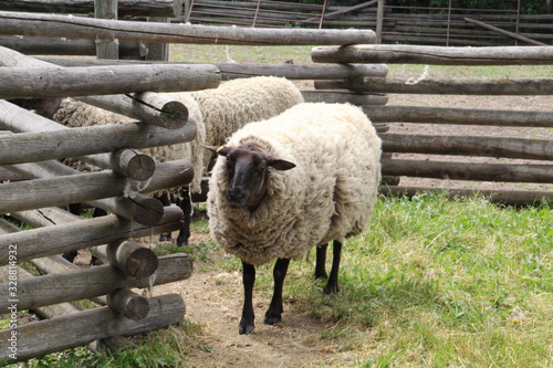 The Sheep, Fort Edmonton Park, Edmonton, Alberta