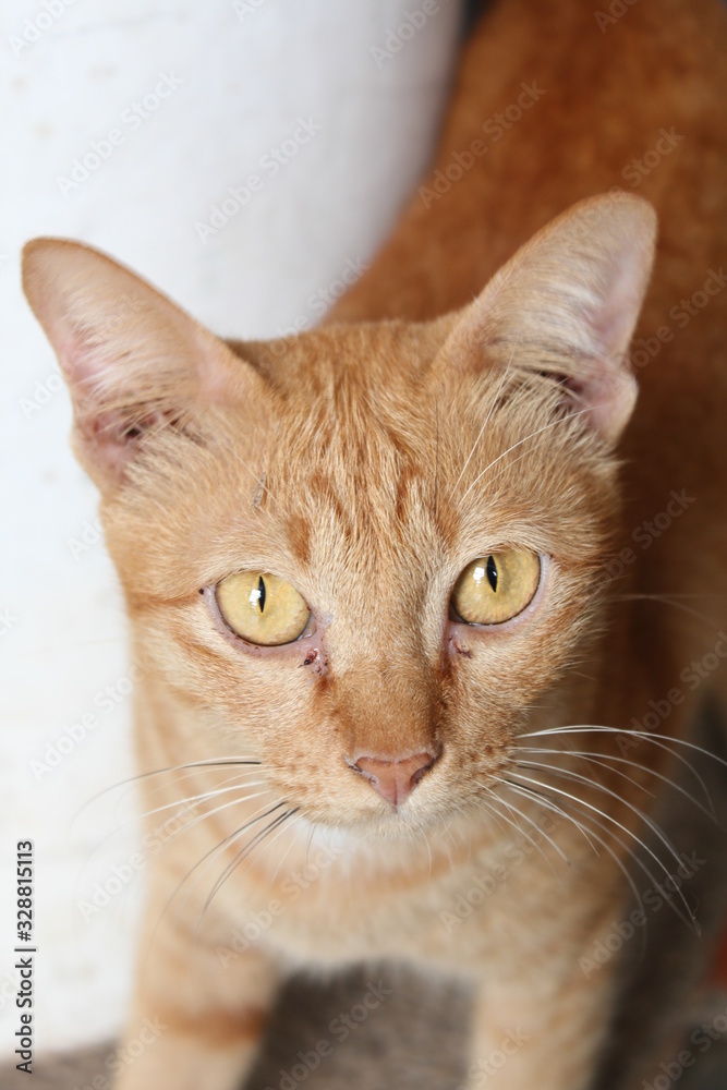 Close up view of orange ginger cat  looking at you with yellow eyes