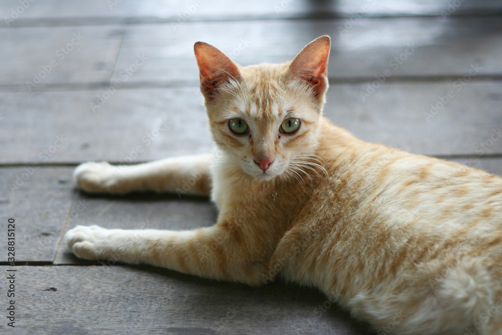 Orange ginger cat laying on a wooden floor and looking at you with yellow eyes