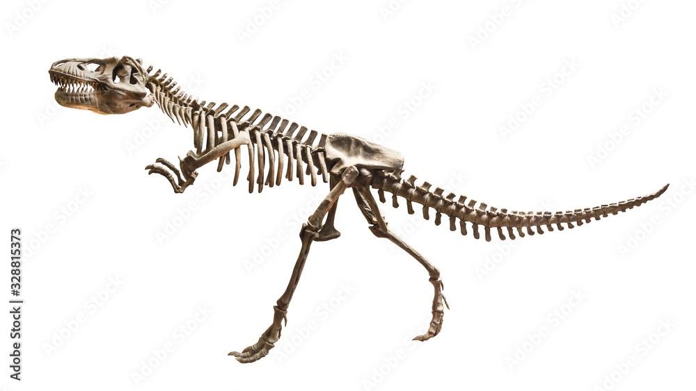 Naklejka premium Skeleton of Siamotyrannus isanensis ( Family of Tyrannosauridae ) on isolated background