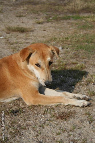 Brown Thai stray dog is lying on a floor in sunlight on a bright day