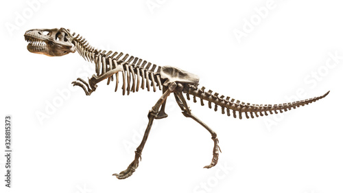 Skeleton of Siamotyrannus isanensis ( Family of Tyrannosauridae ) on isolated background © stockdevil