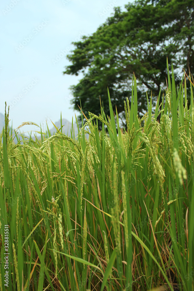 Fototapeta premium Close up view of rice filed in harvest period with blurred big tree background