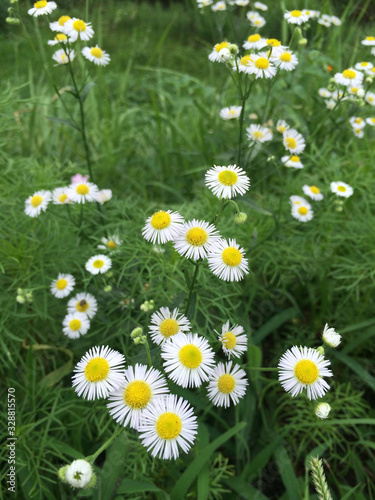 Many white daisy flowers with yellow pollen in a meadow