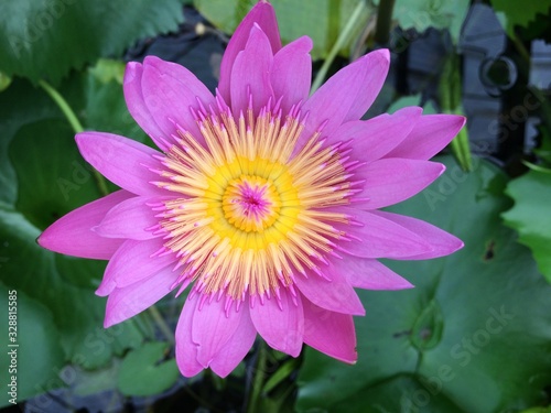 Purple water lily lotus flower with yellow pollen in a pond