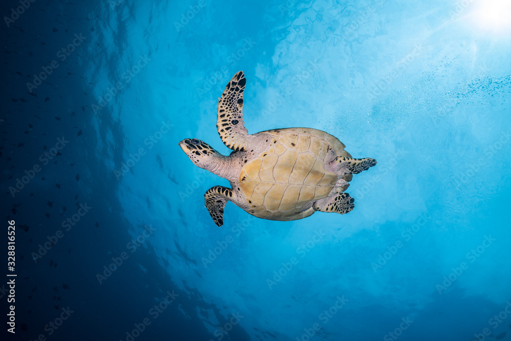 Obraz premium Hawksbill Turtle