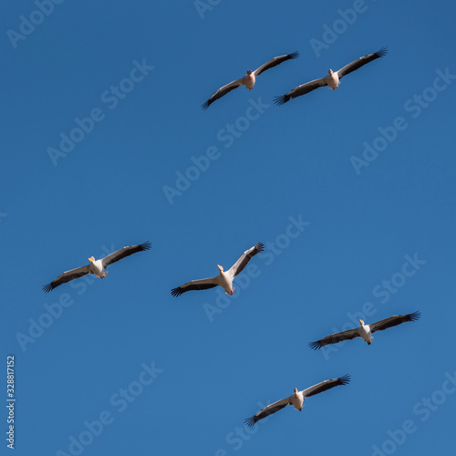 Six white pelicans flying in the sky