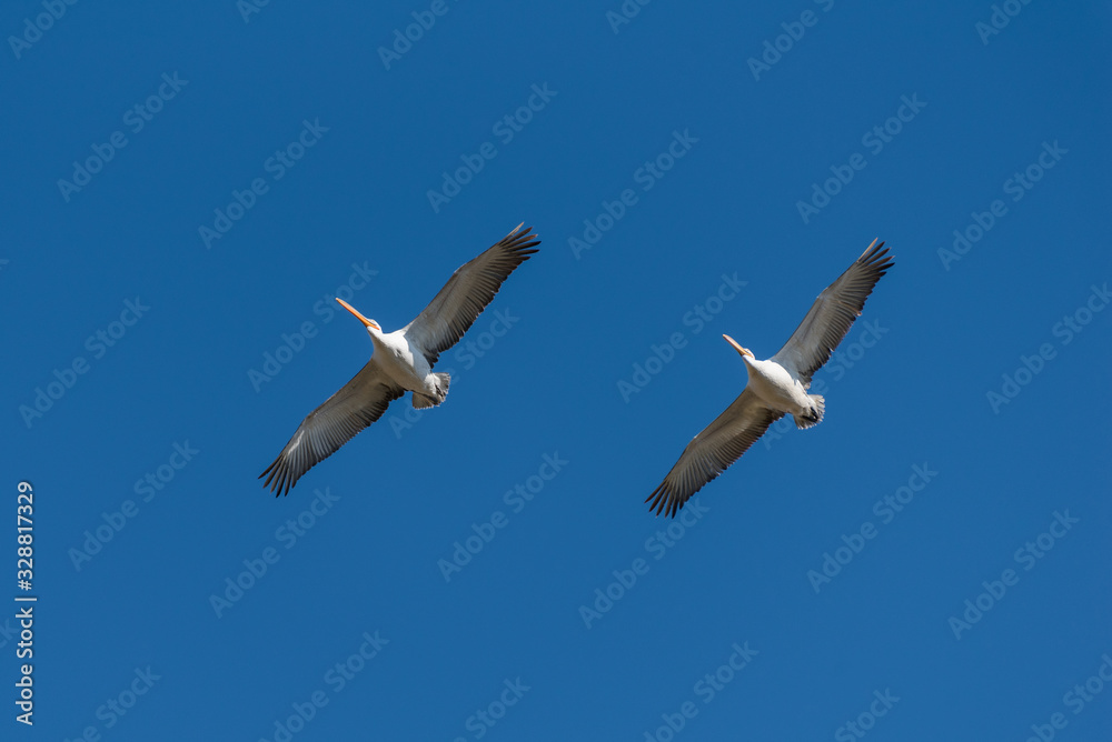 Two dalmatian pelicans soaring in the blue sky