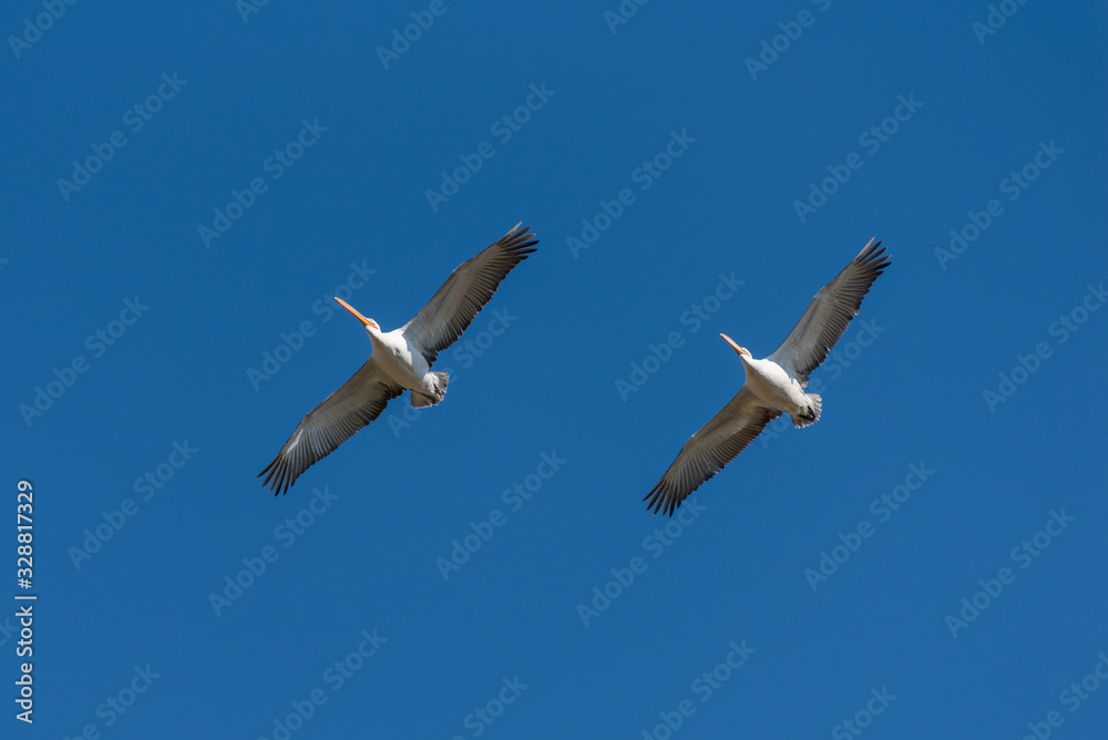 Two dalmatian pelicans soaring in the blue sky Two dalmatian pelicans soaring in the blue sky