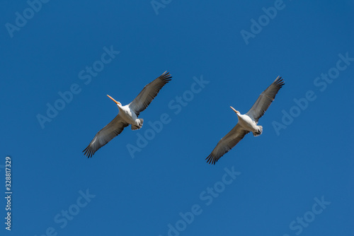 Two dalmatian pelicans soaring in the blue sky