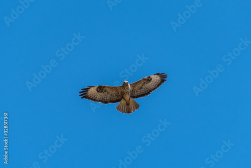 Common buzzard (Buteo buteo) flying in the blue sky
