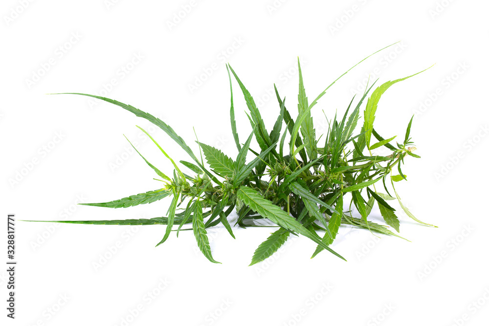 Close Up of plant of marijuana isolated on white background Close Up of plant of marijuana isolated on white background